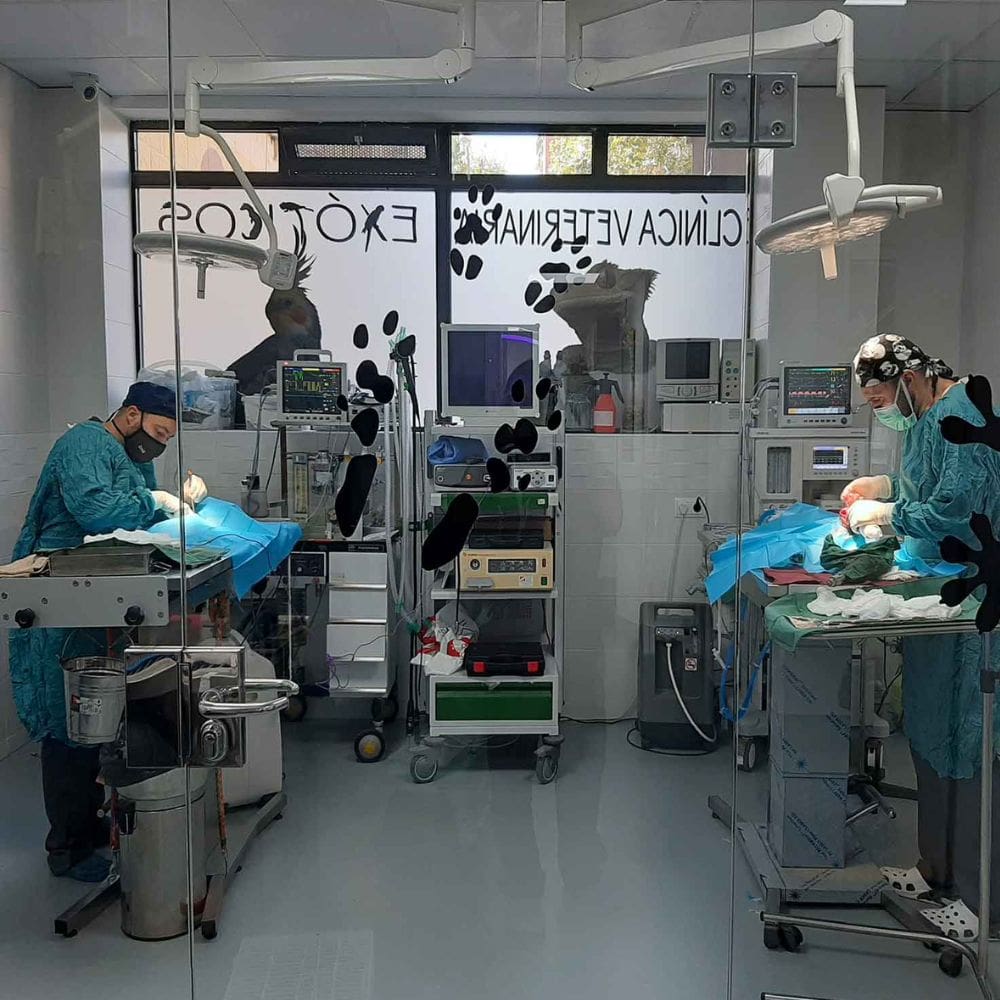 CV Madrid Exóticos-Centro Veterinarios-Milla de Oro-Barrio Salamanca-imagen-3