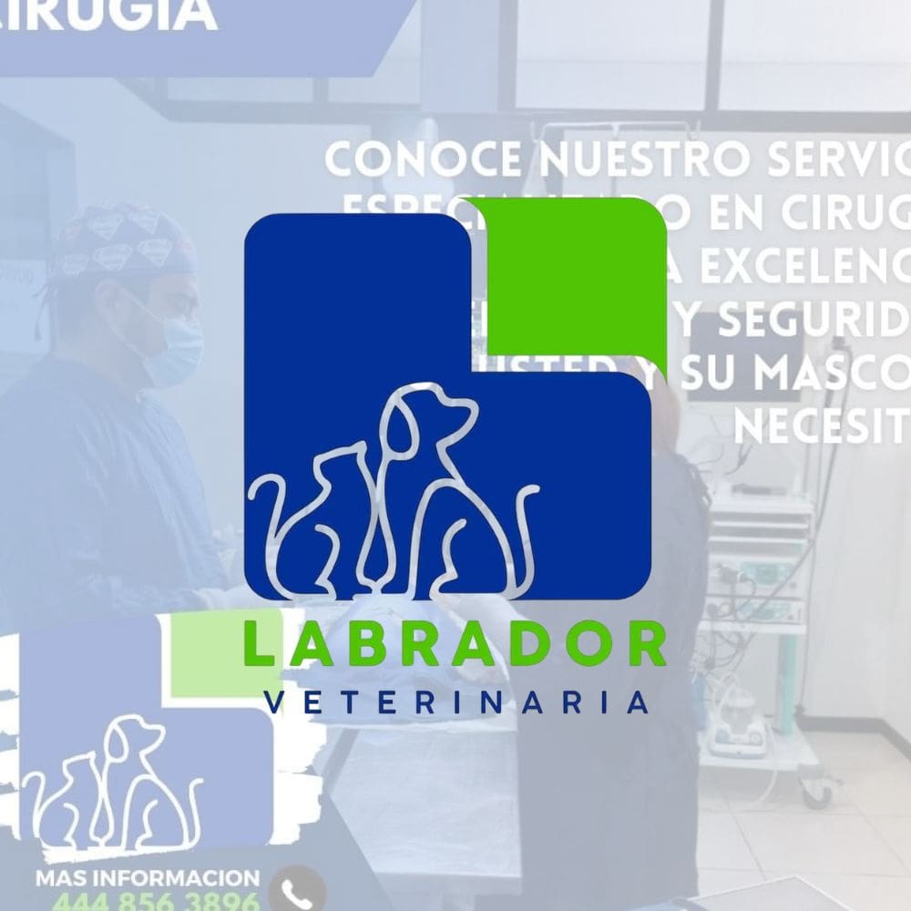 Clinica Veterinaria labrador-Centro Veterinarios-Milla de Oro-Barrio Salamanca-imagen-1
